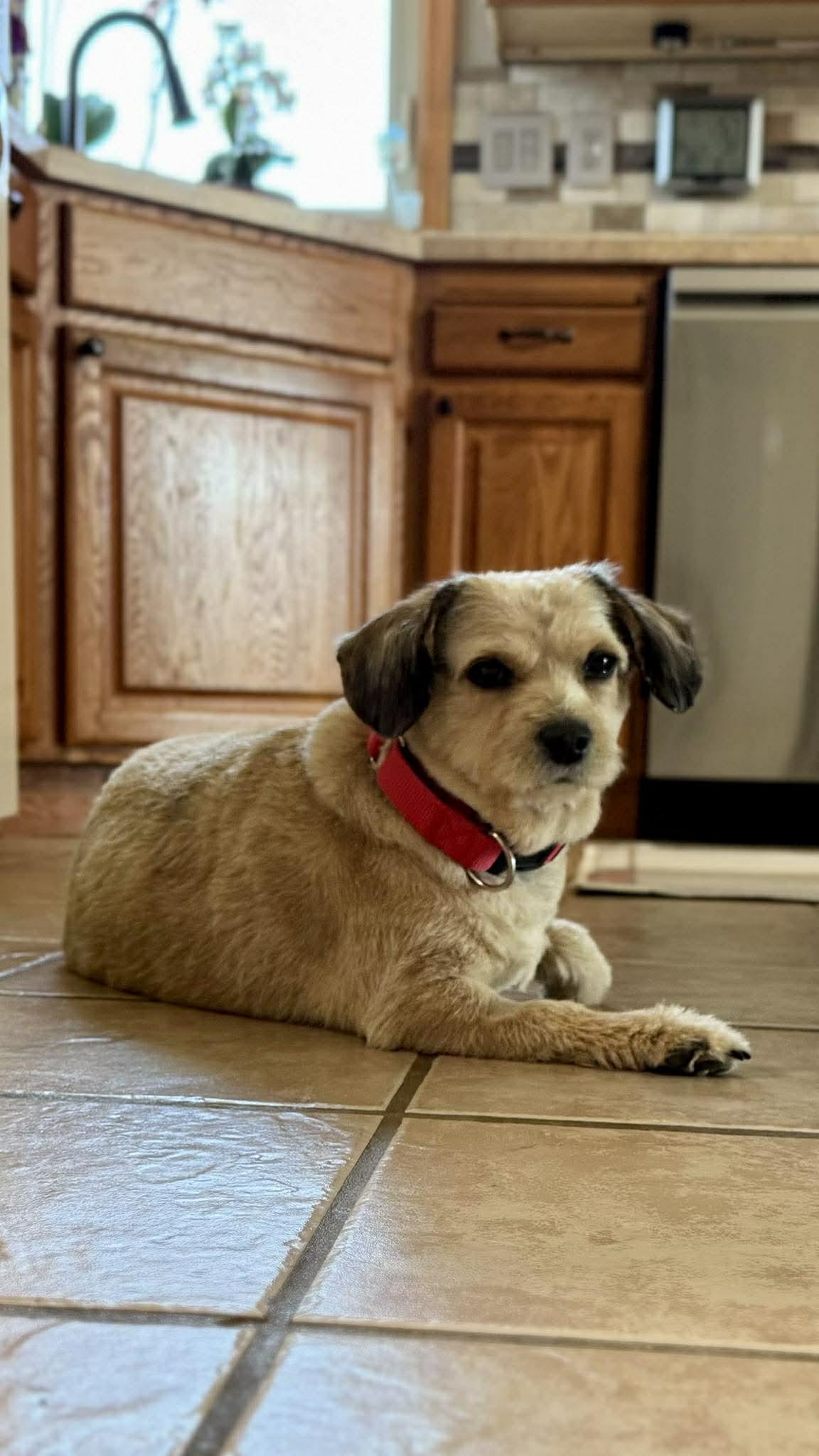 Enlarge Birdie, an adopted Mixed Breed in Sioux Falls, SD image 5/5