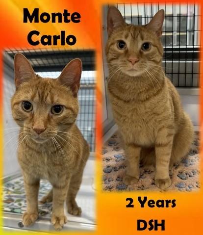Monte Carlo, adopted, Adult Male Domestic Short Hair.