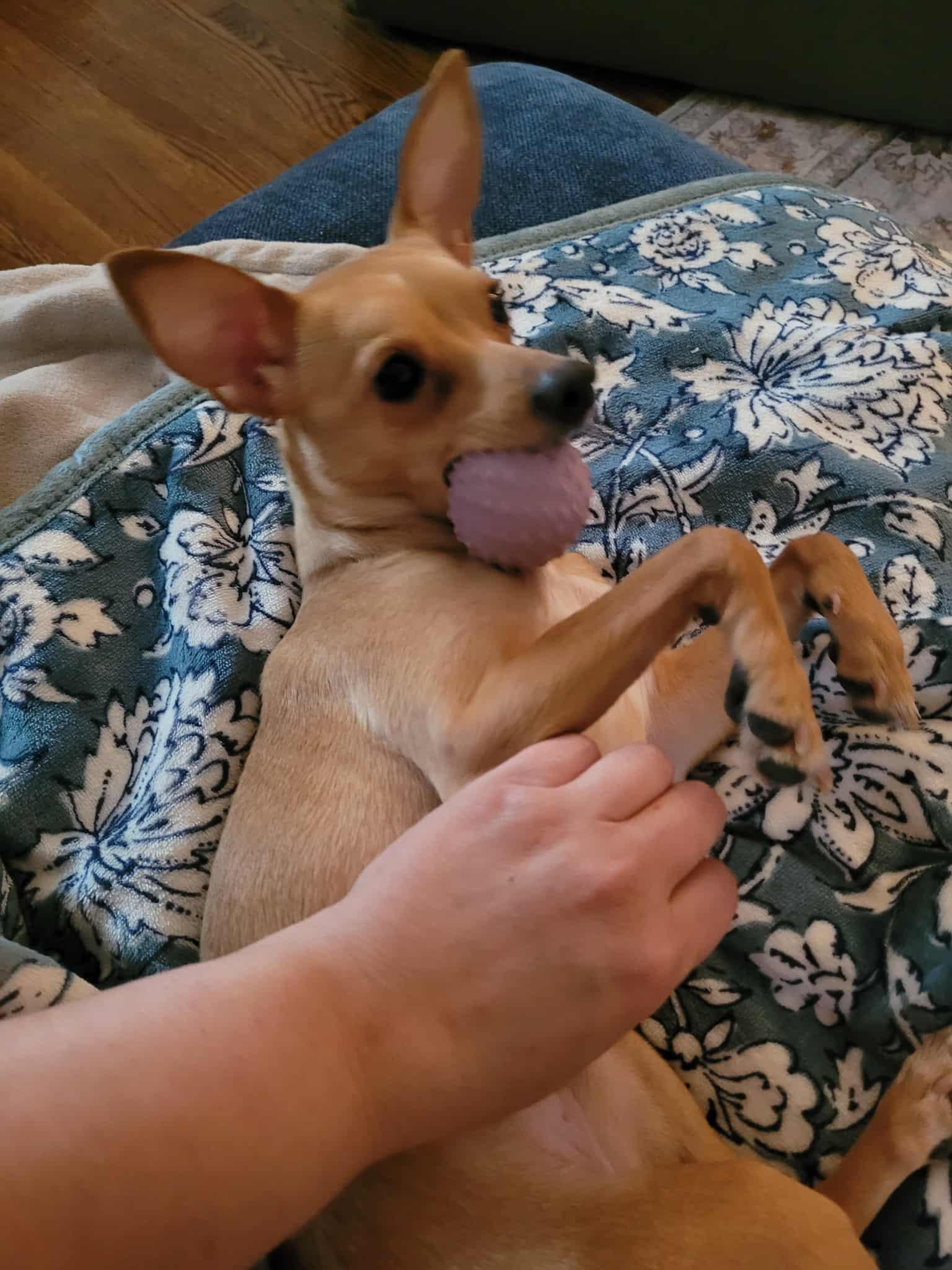 Cleo, a Adopted mixed breed in PITTSBURGH, PA image 3/5