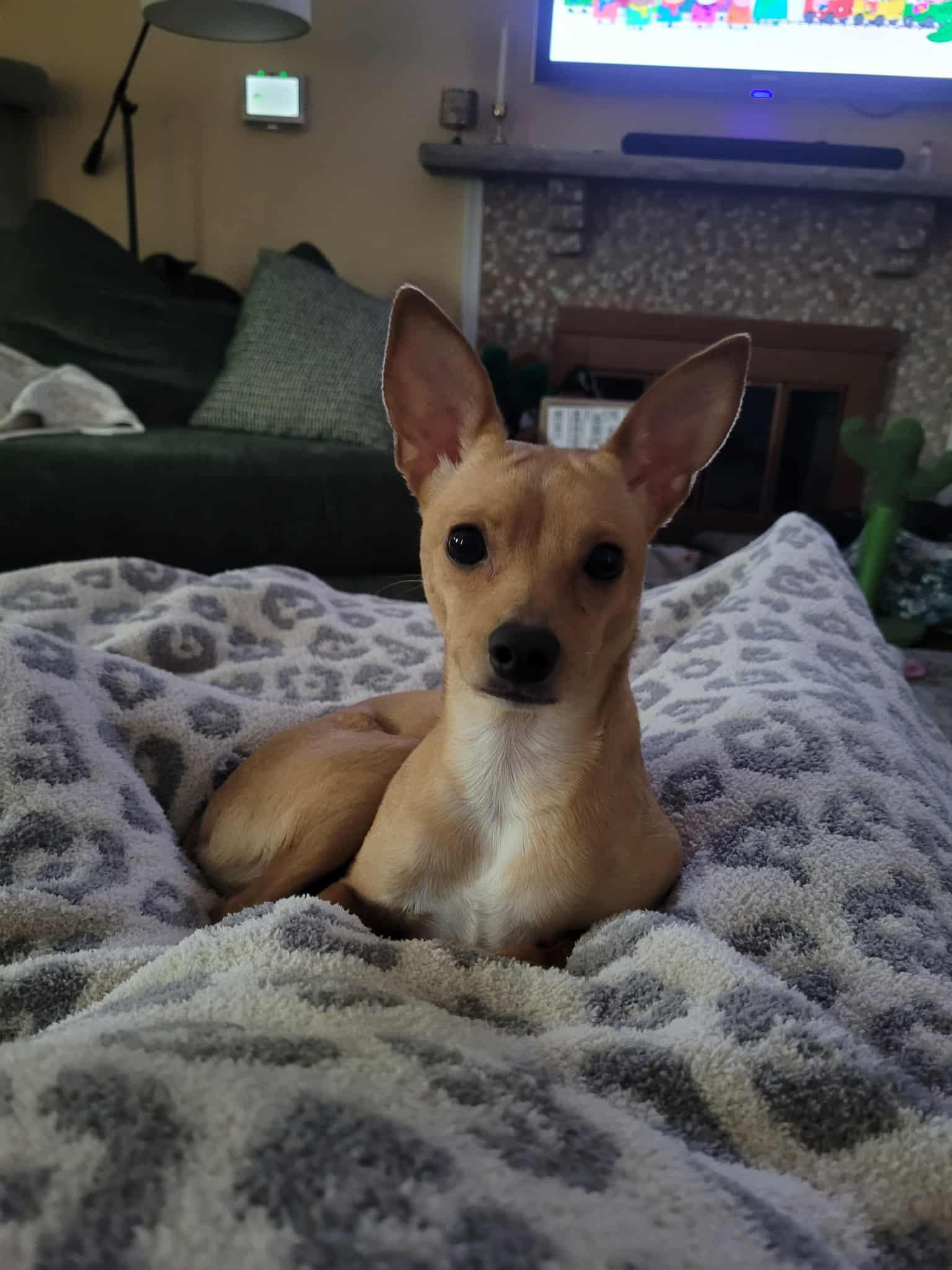 Cleo, a Adopted mixed breed in PITTSBURGH, PA image 1/5