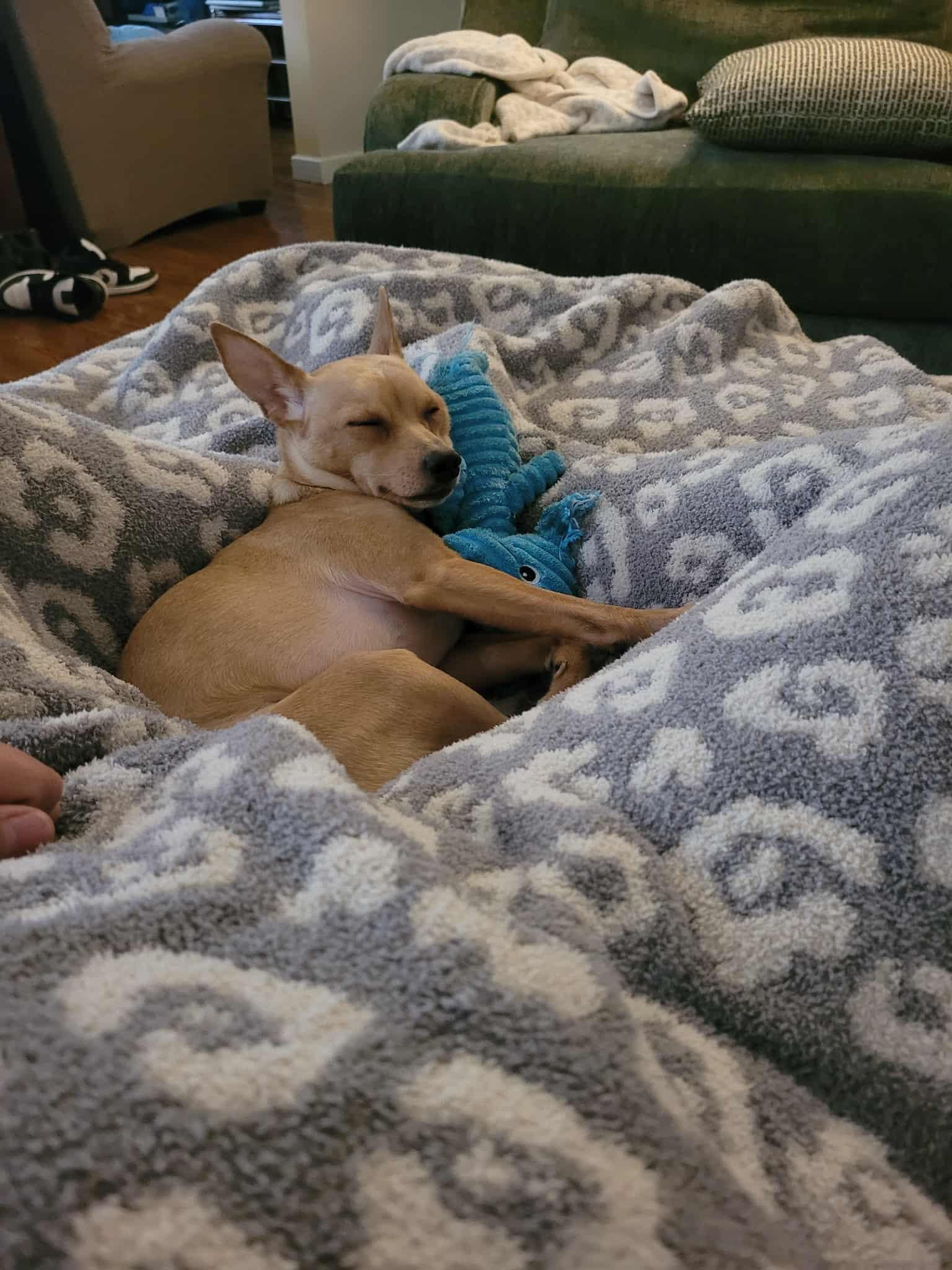 Cleo, a Adopted mixed breed in PITTSBURGH, PA image 4/5