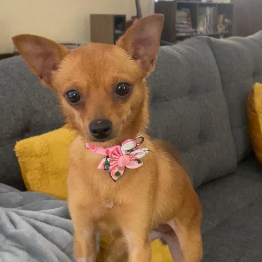 Pixie Chihuahua Dog