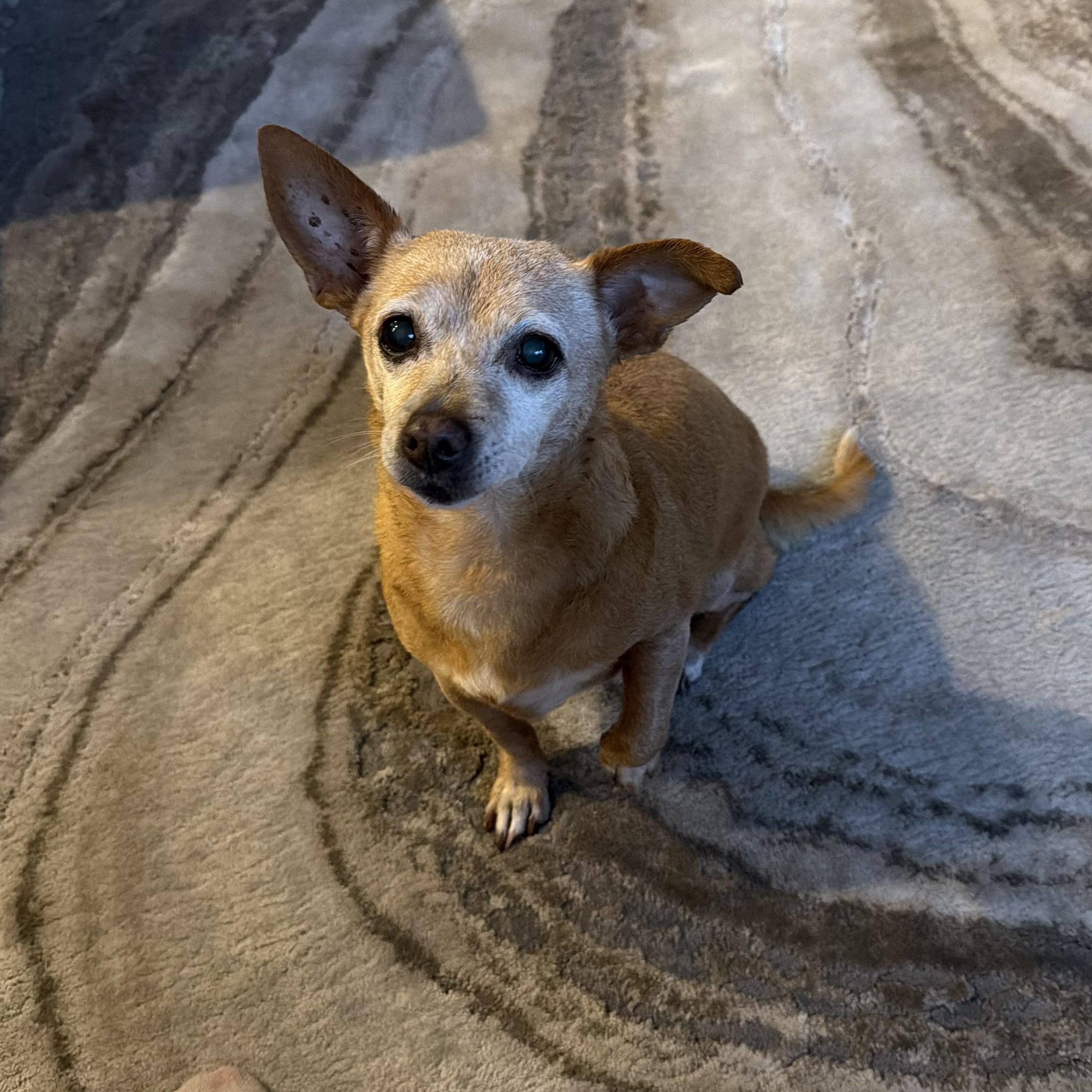 Enlarge Nora, an adopted Chihuahua in Roy, UT image 1/5