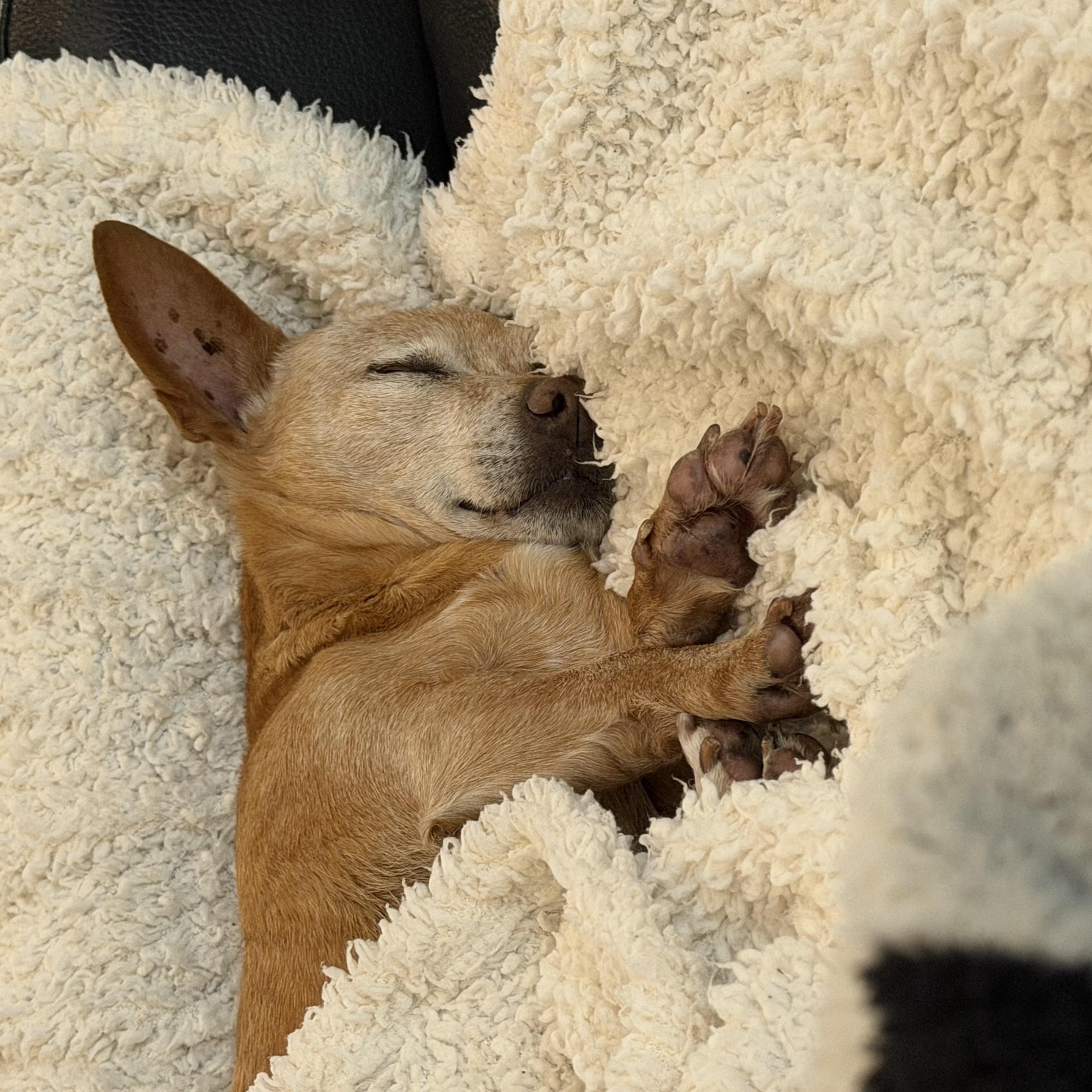 Enlarge Nora, an adopted Chihuahua in Roy, UT image 2/5