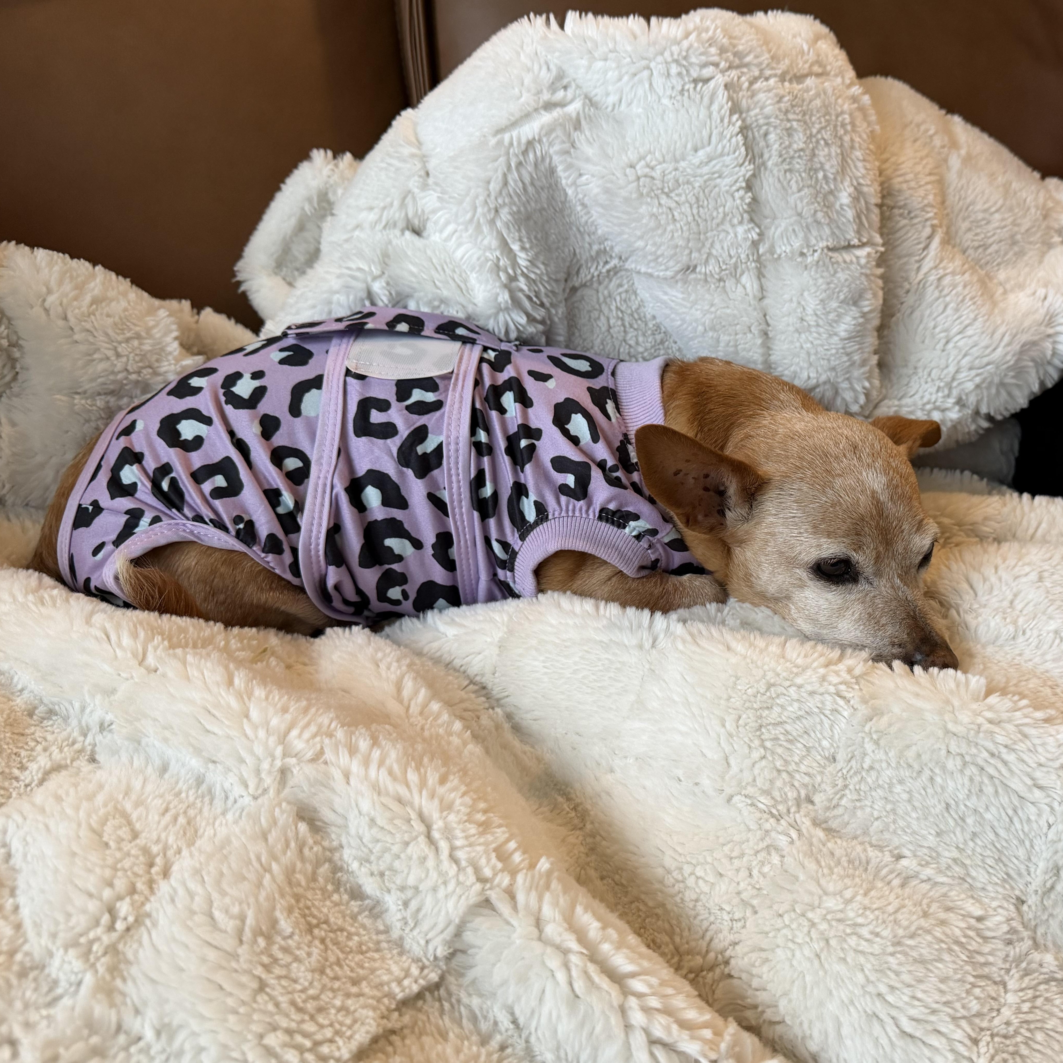 Enlarge Nora, an adopted Chihuahua in Roy, UT image 3/5