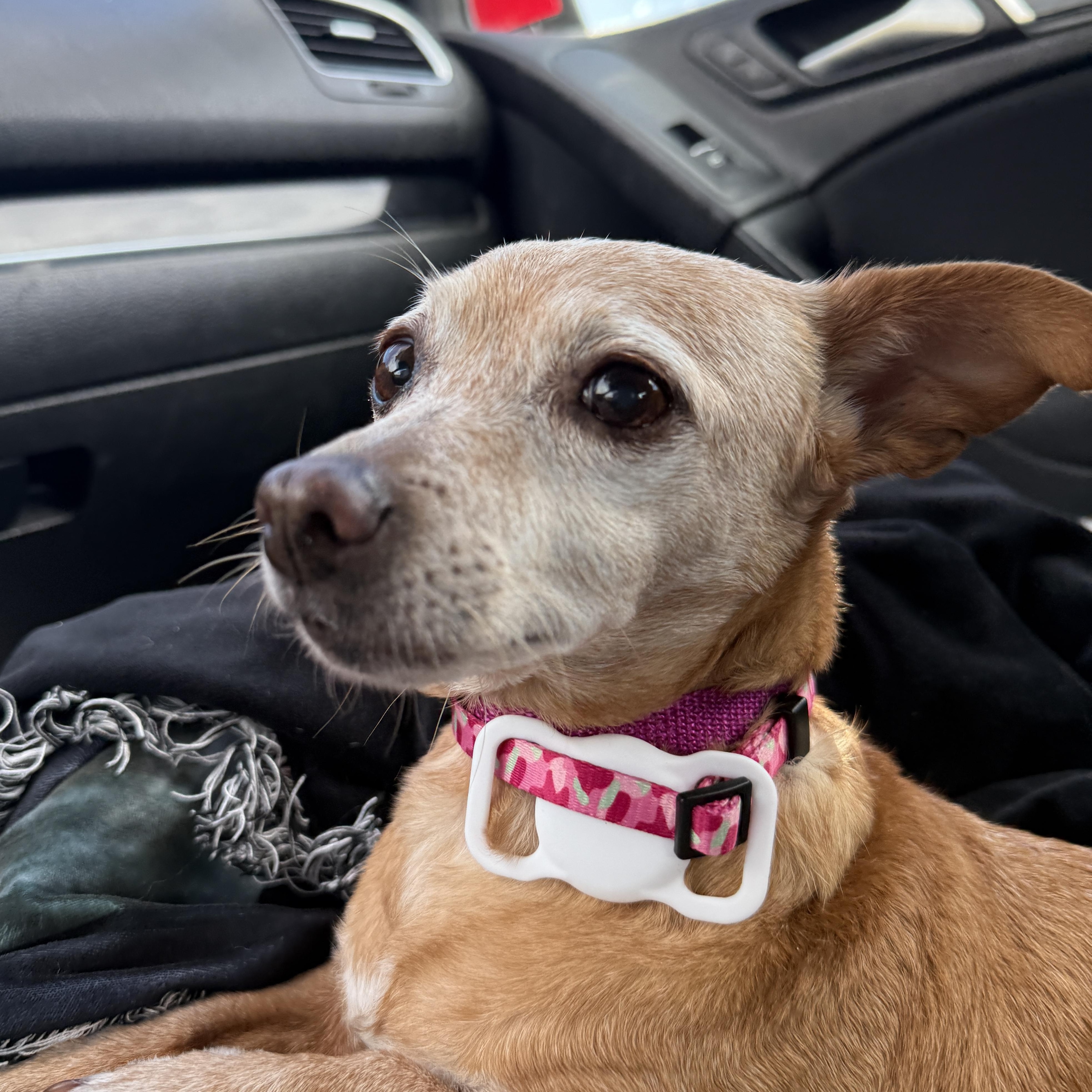 Enlarge Nora, an adopted Chihuahua in Roy, UT image 4/5