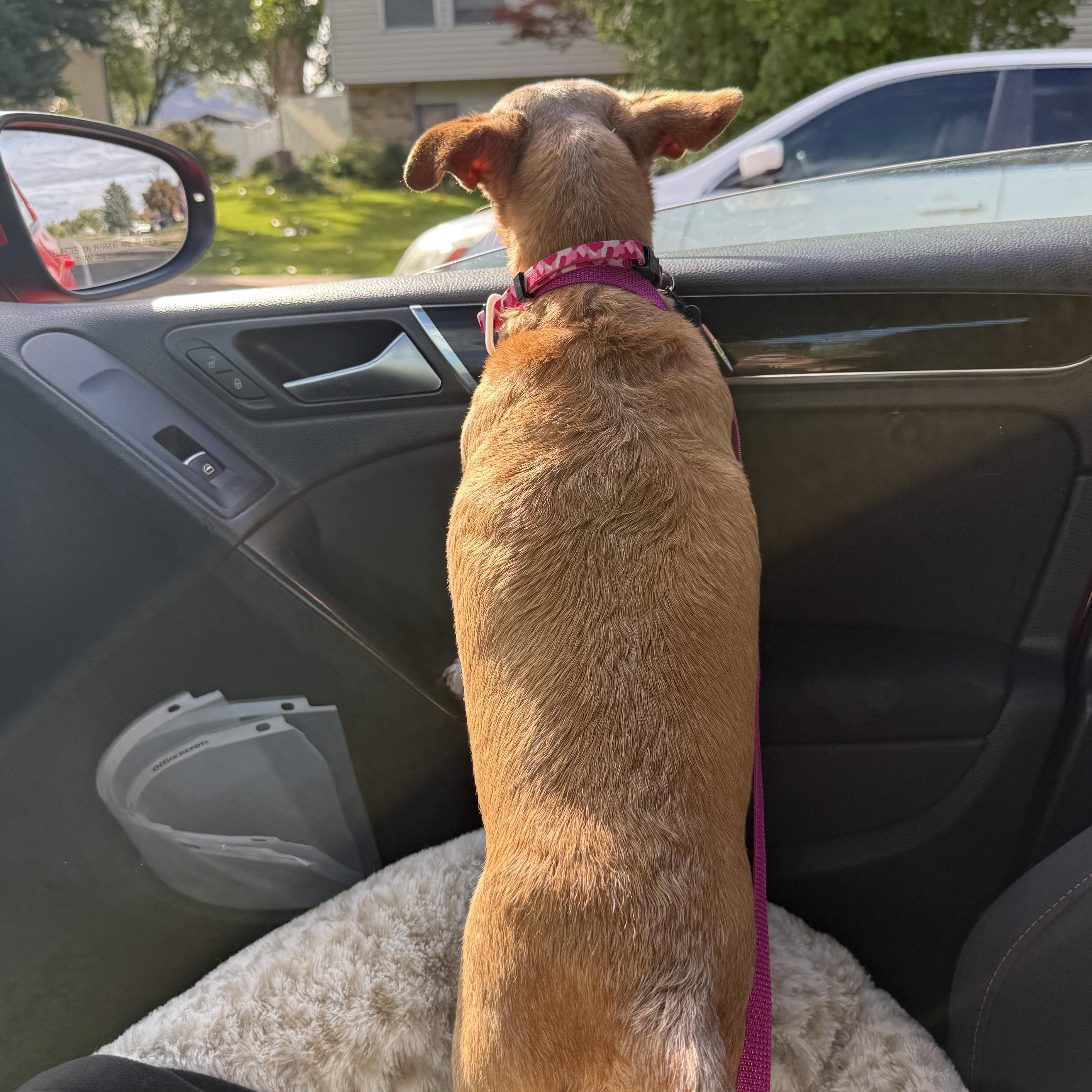 Enlarge Nora, an adopted Chihuahua in Roy, UT image 5/5