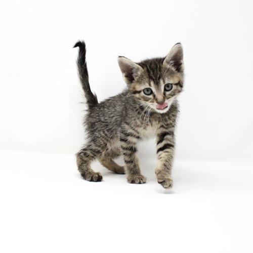 Mockingbird, a Adoptable Domestic Short Hair in Florence, AZ image 1/3