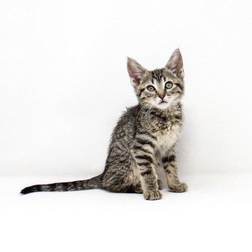 Mockingbird, a Adoptable Domestic Short Hair in Florence, AZ image 2/3