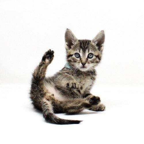 Mockingbird, a Adoptable Domestic Short Hair in Florence, AZ image 3/3
