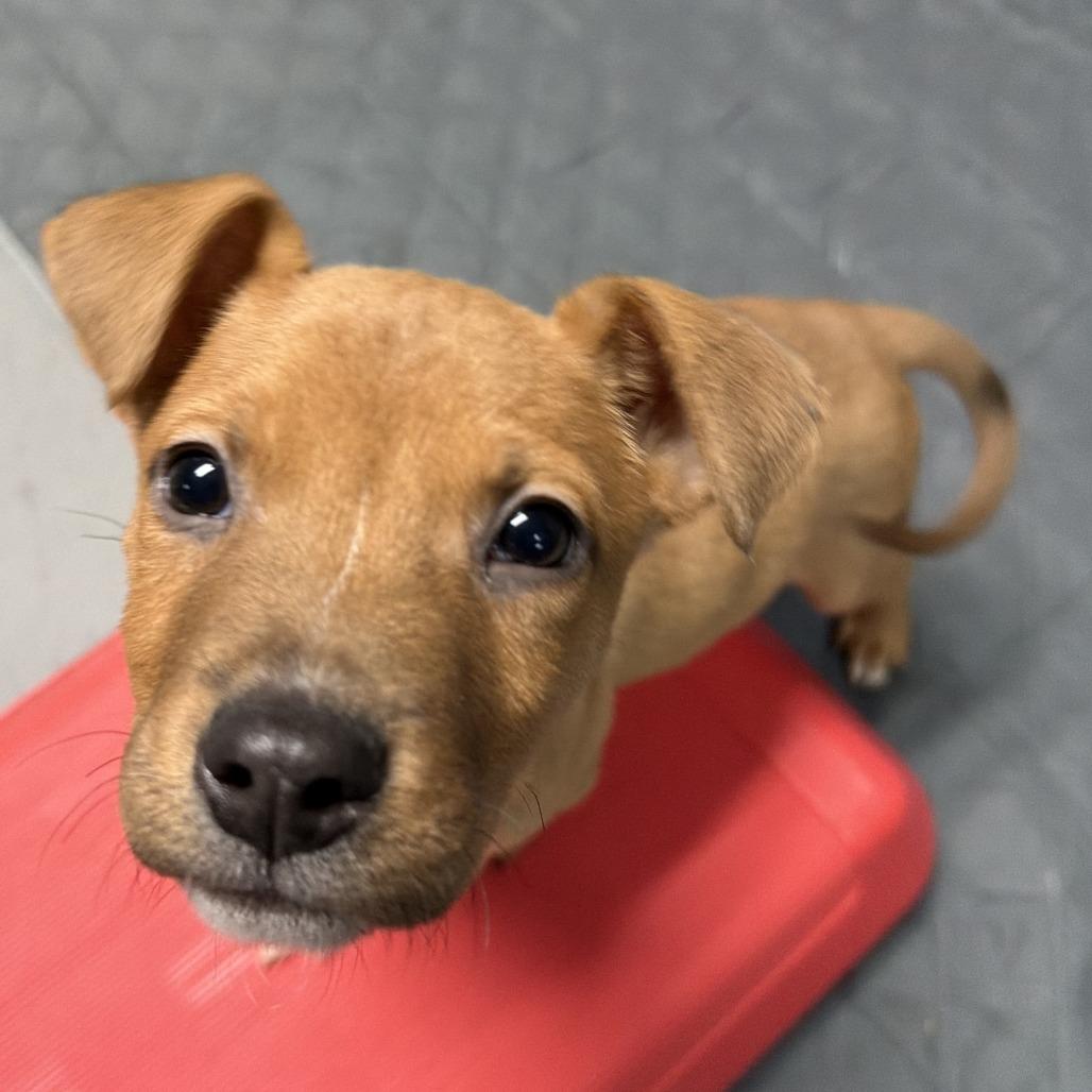 CT Prince (Foster in Monroe CT), Adoptable, Puppy Male Terrier.