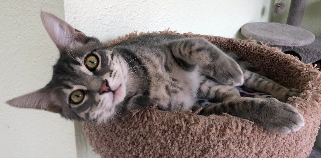 Fletcher & Finnegan, an adoptable Domestic Short Hair in Prescott, AZ, 86301 | Photo Image 6
