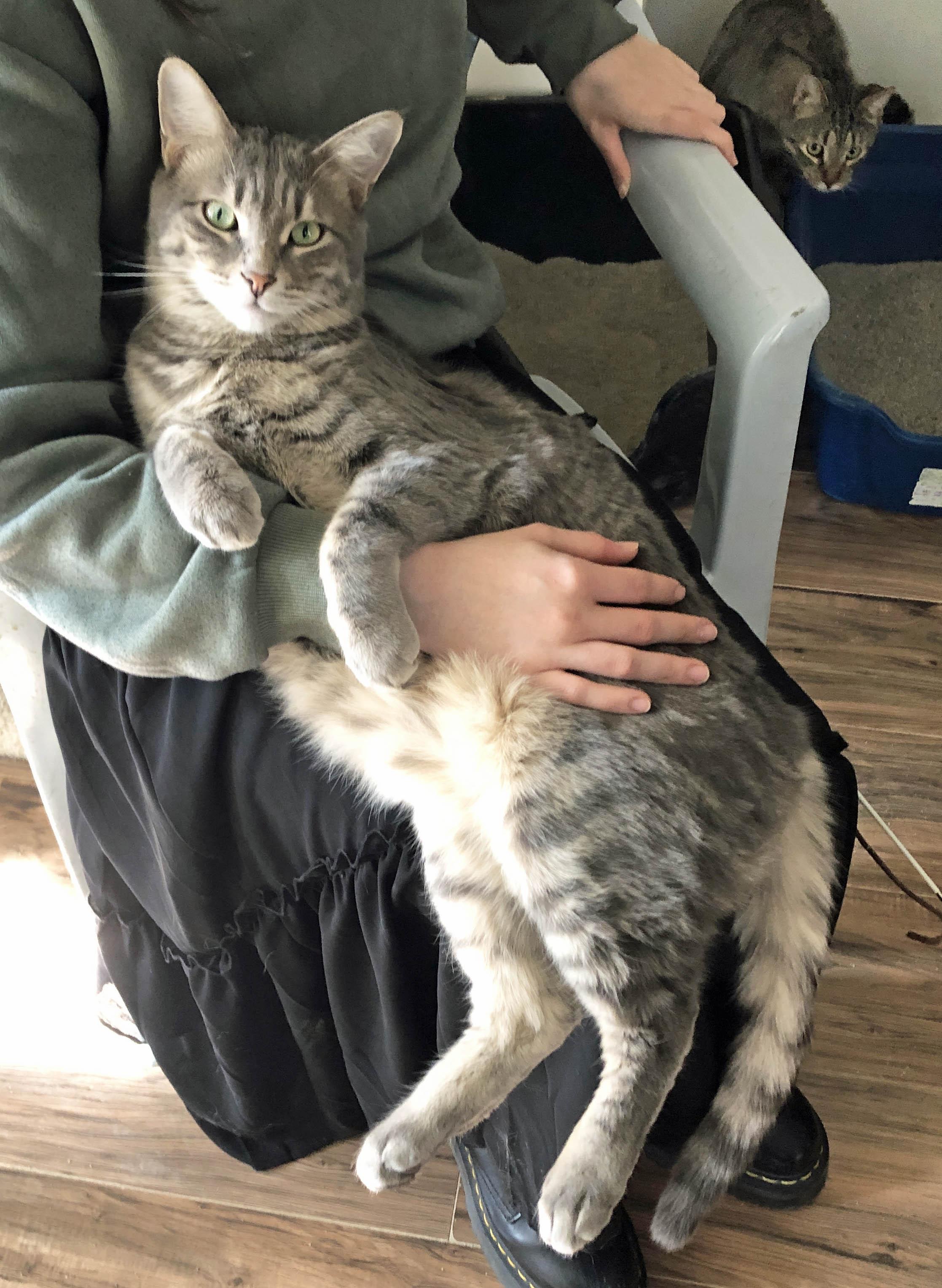 Enlarge Fletcher & Finnegan, a Adoptable Domestic Short Hair in Prescott, AZ image 3/6