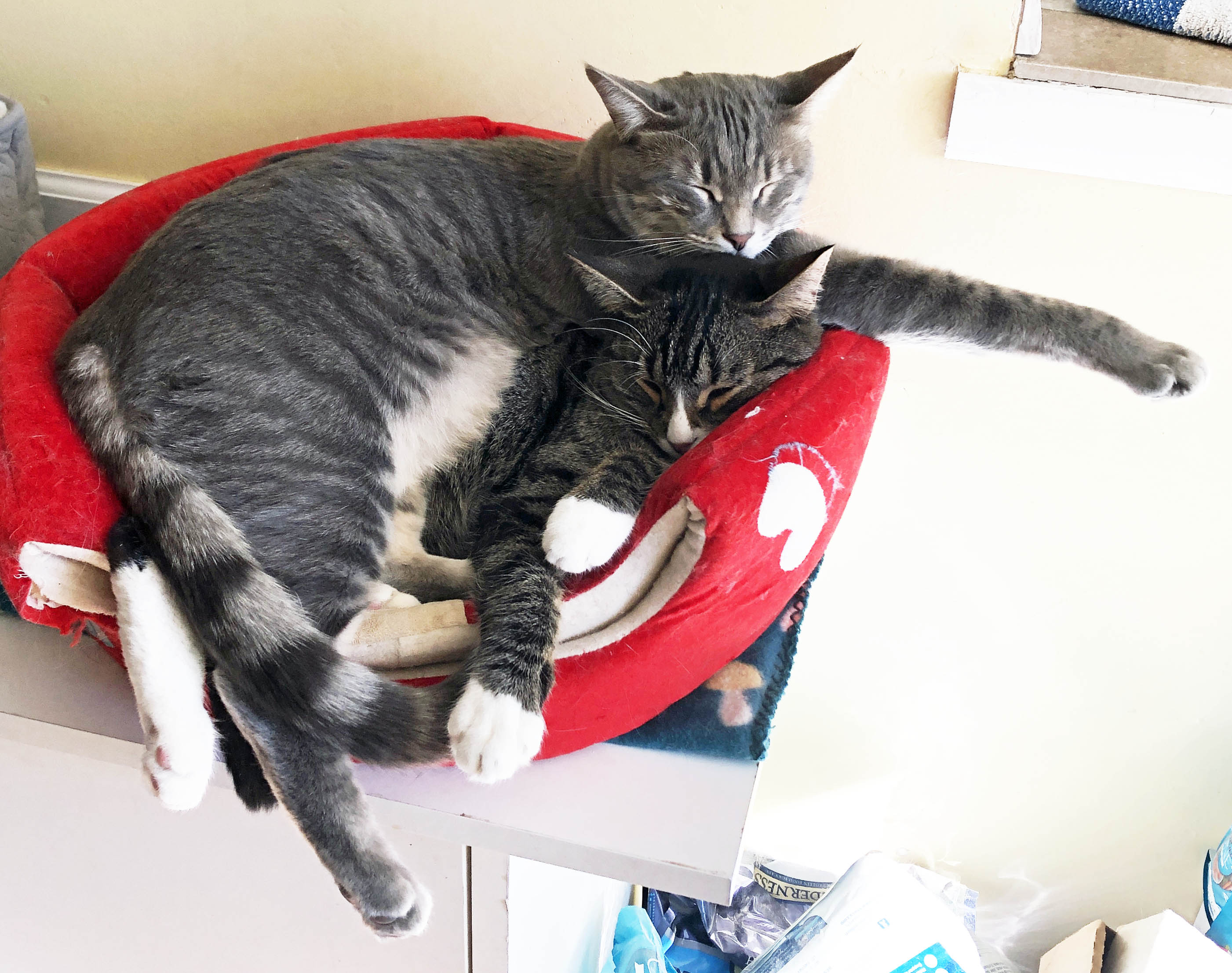 Fletcher & Finnegan, an adoptable Domestic Short Hair in Prescott, AZ, 86301 | Photo Image 4