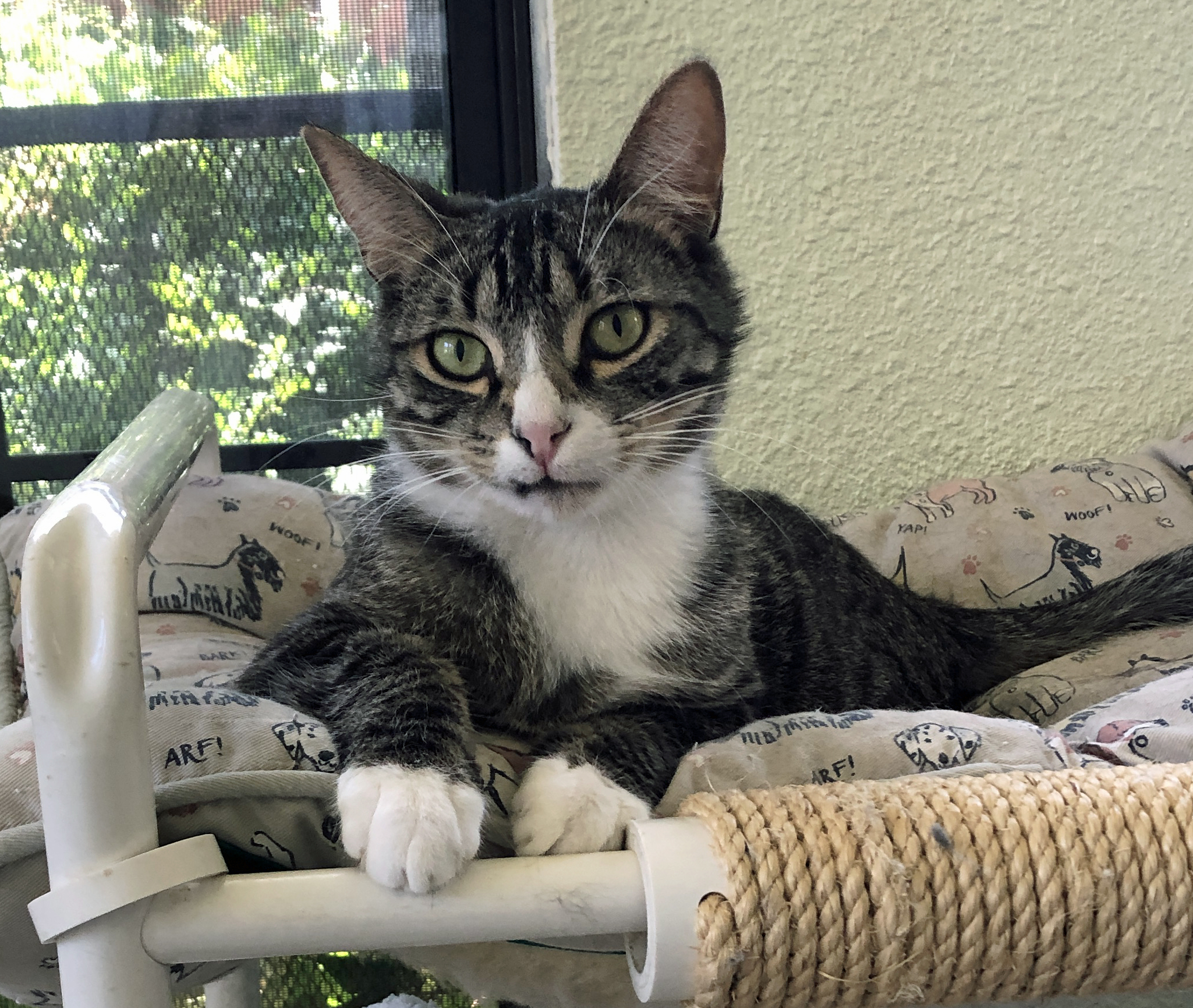 Enlarge Fletcher & Finnegan, a Adoptable Domestic Short Hair in Prescott, AZ image 4/6