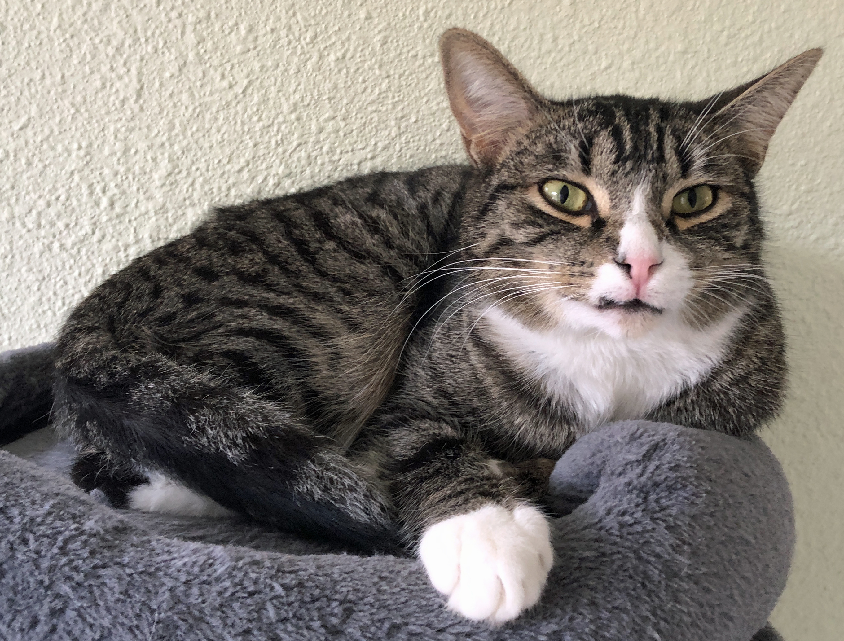 Enlarge Fletcher & Finnegan, a Adoptable Domestic Short Hair in Prescott, AZ image 6/6