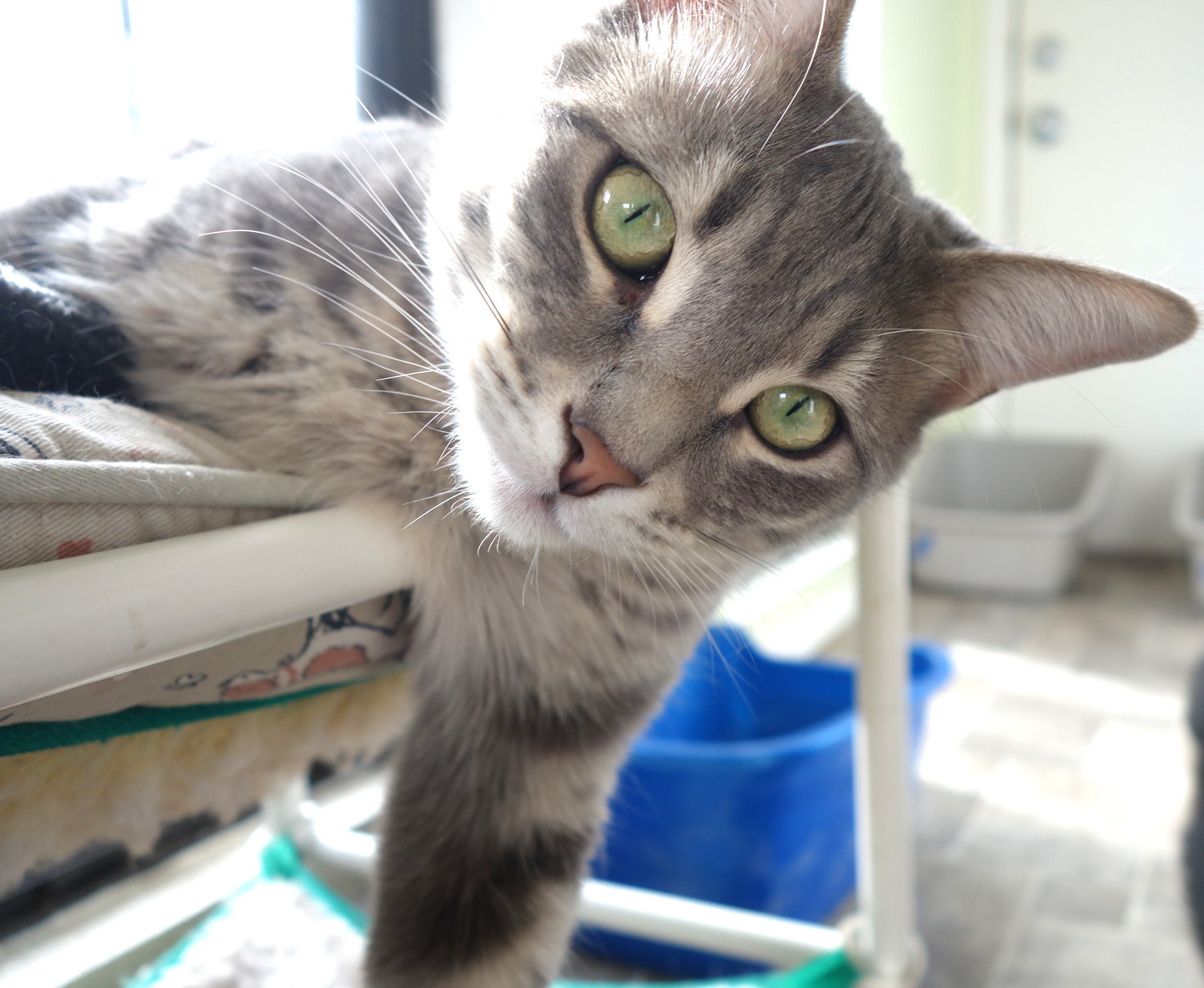 Enlarge Fletcher & Finnegan, a Adoptable Domestic Short Hair in Prescott, AZ image 2/6