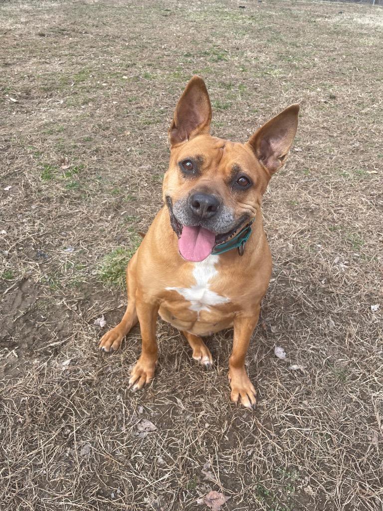 Muffin, Adoptable, Adult Female Terrier.