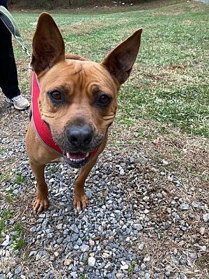 Muffin, Adoptable, Adult Female Terrier.