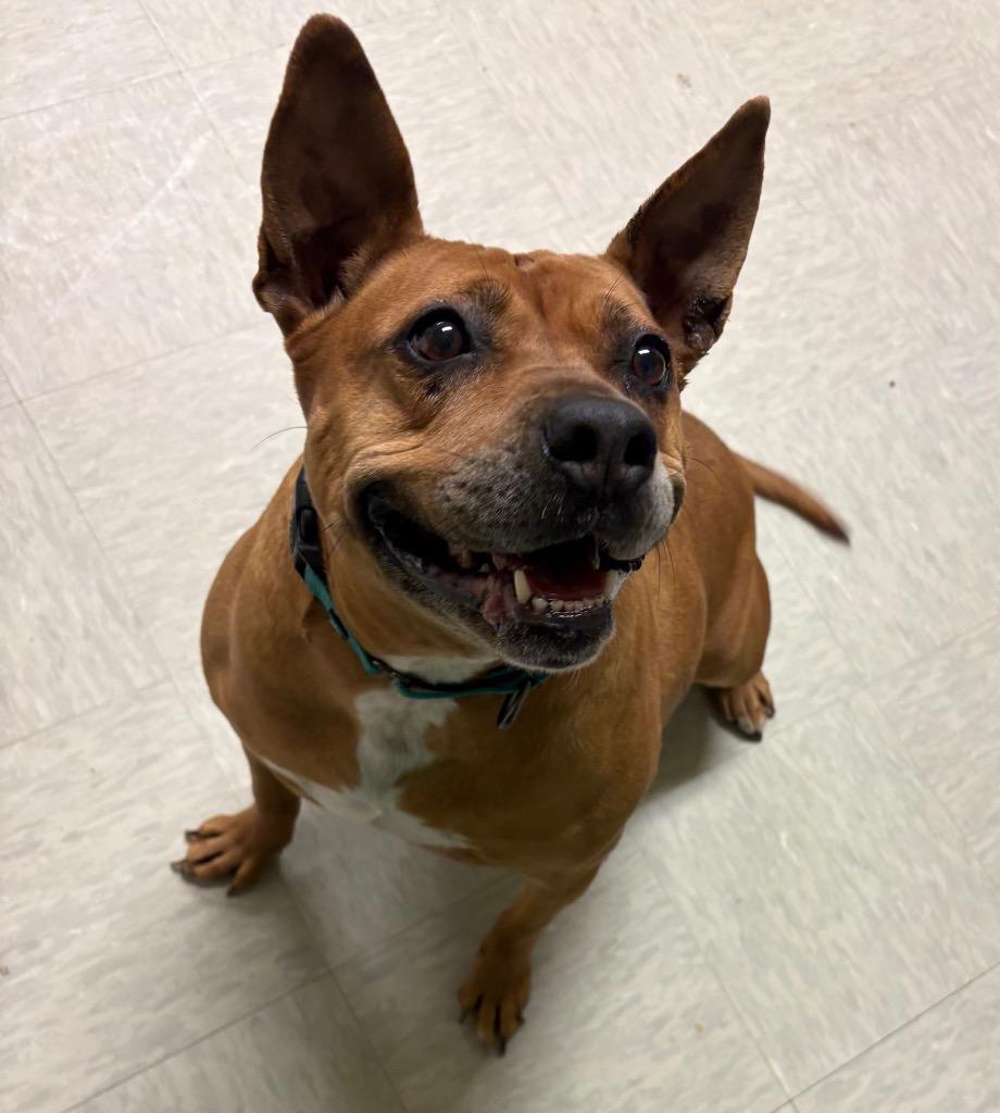 Enlarge Muffin, a Adoptable Terrier in Mineral, VA image 2/4