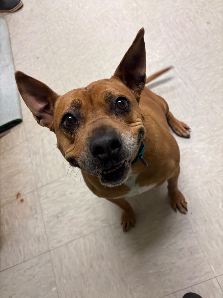 Enlarge Muffin, a Adoptable Terrier in Mineral, VA image 3/4