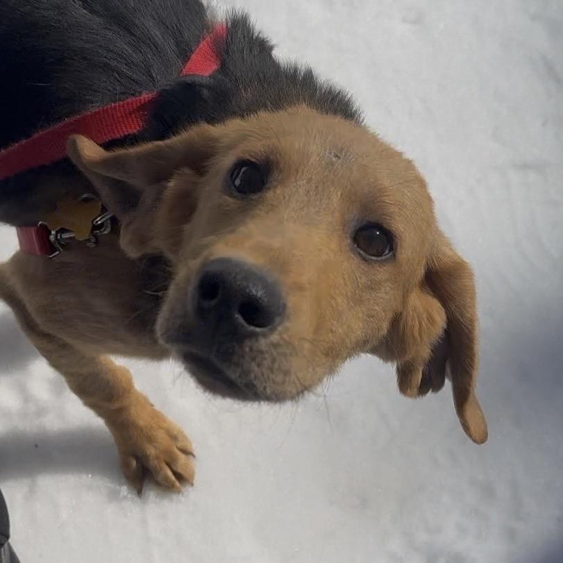 Copper, Adoptable, Young Male Hound & Mixed Breed.