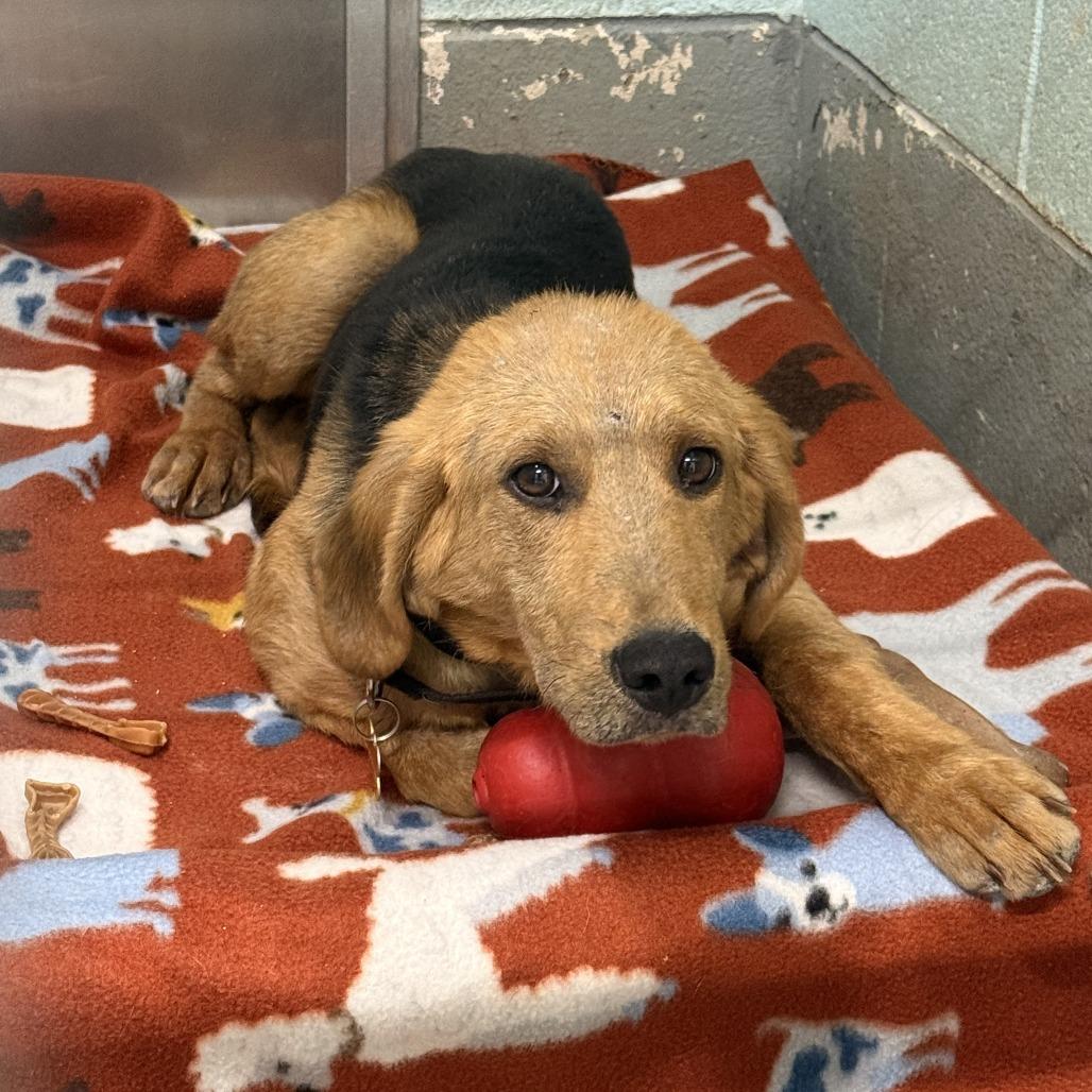 Copper, a Adoptable mixed breed in Troy, VA image 2/3