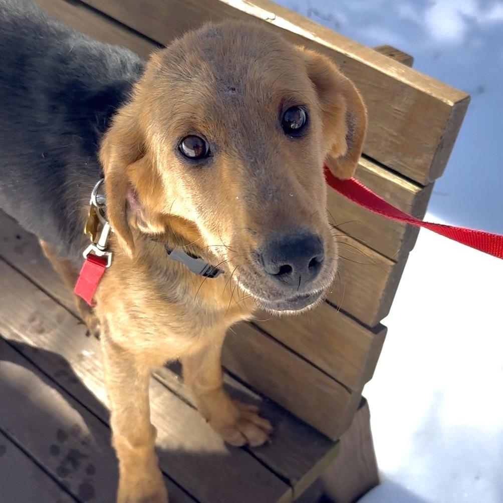 Copper, a Adoptable mixed breed in Troy, VA image 3/3