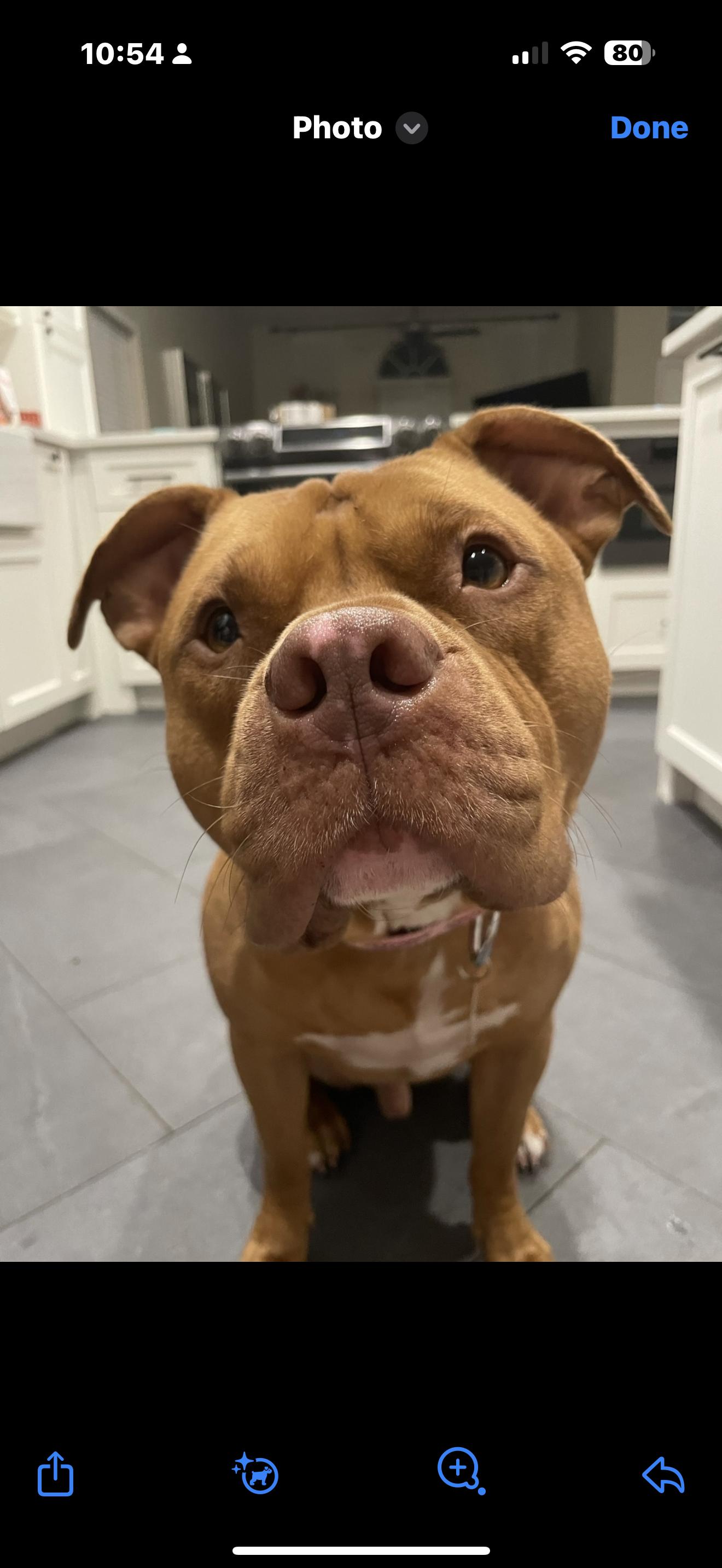 Bubba — thumbnail 6