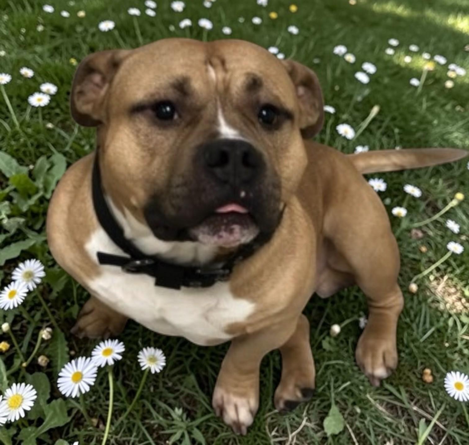 Enlarge Tolkian, a ADOPTABLE American Bully in Miller Beach, IN image 1/1