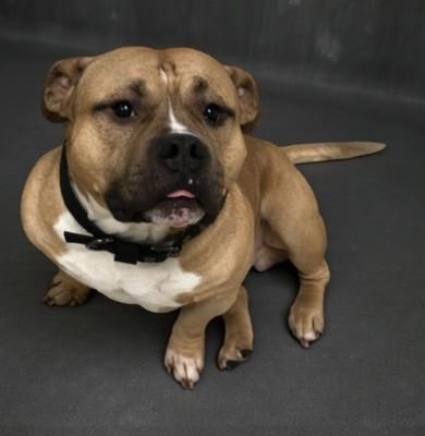 Enlarge Tolkian, a ADOPTABLE American Bully in Miller Beach, IN image 1/1