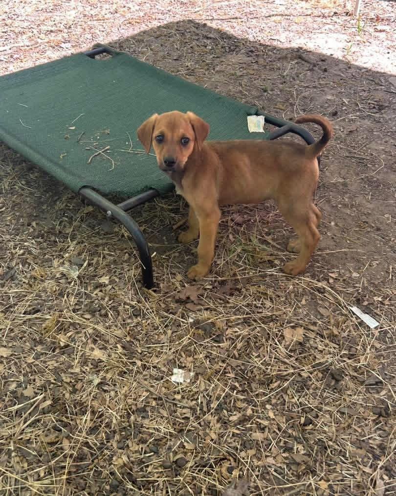 Enlarge Ellie, a Adopted mixed breed in Ball Ground, GA image 1/3