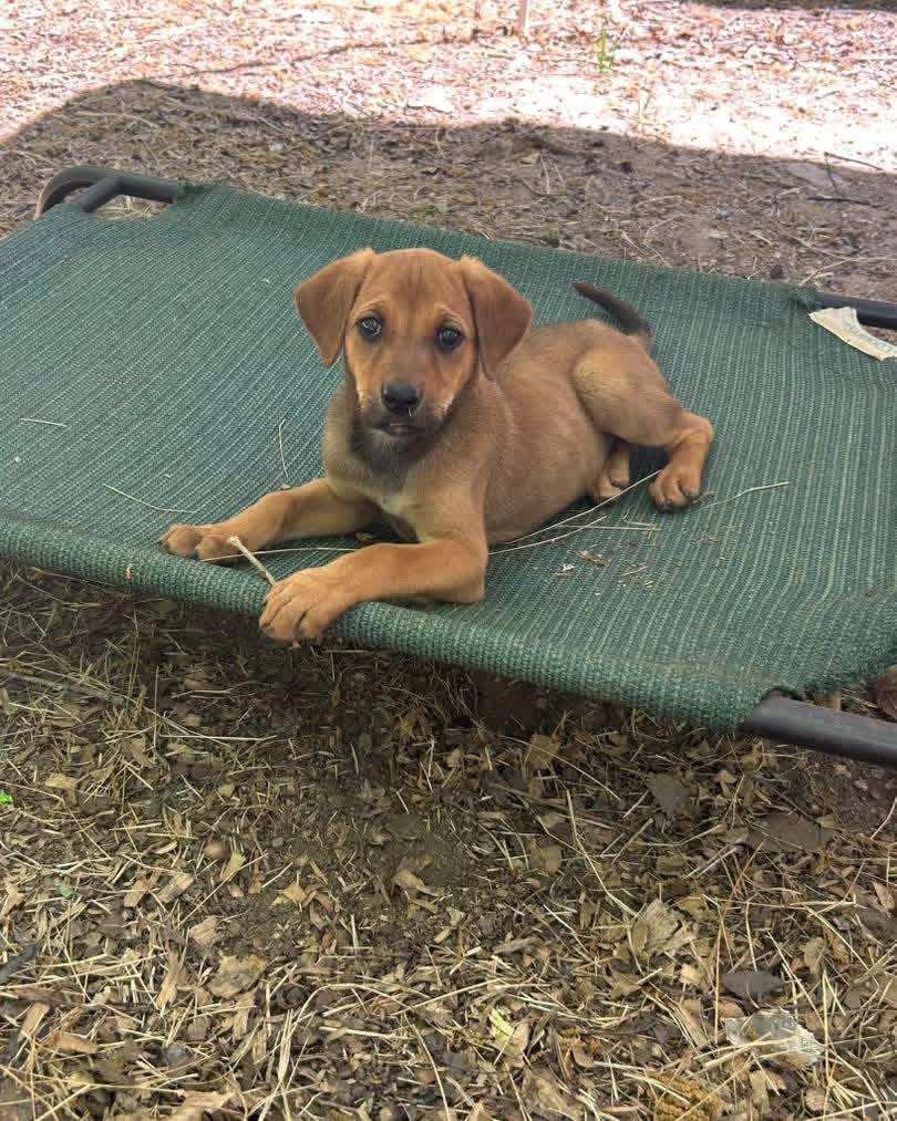 Enlarge Ellie, a Adopted mixed breed in Ball Ground, GA image 2/3