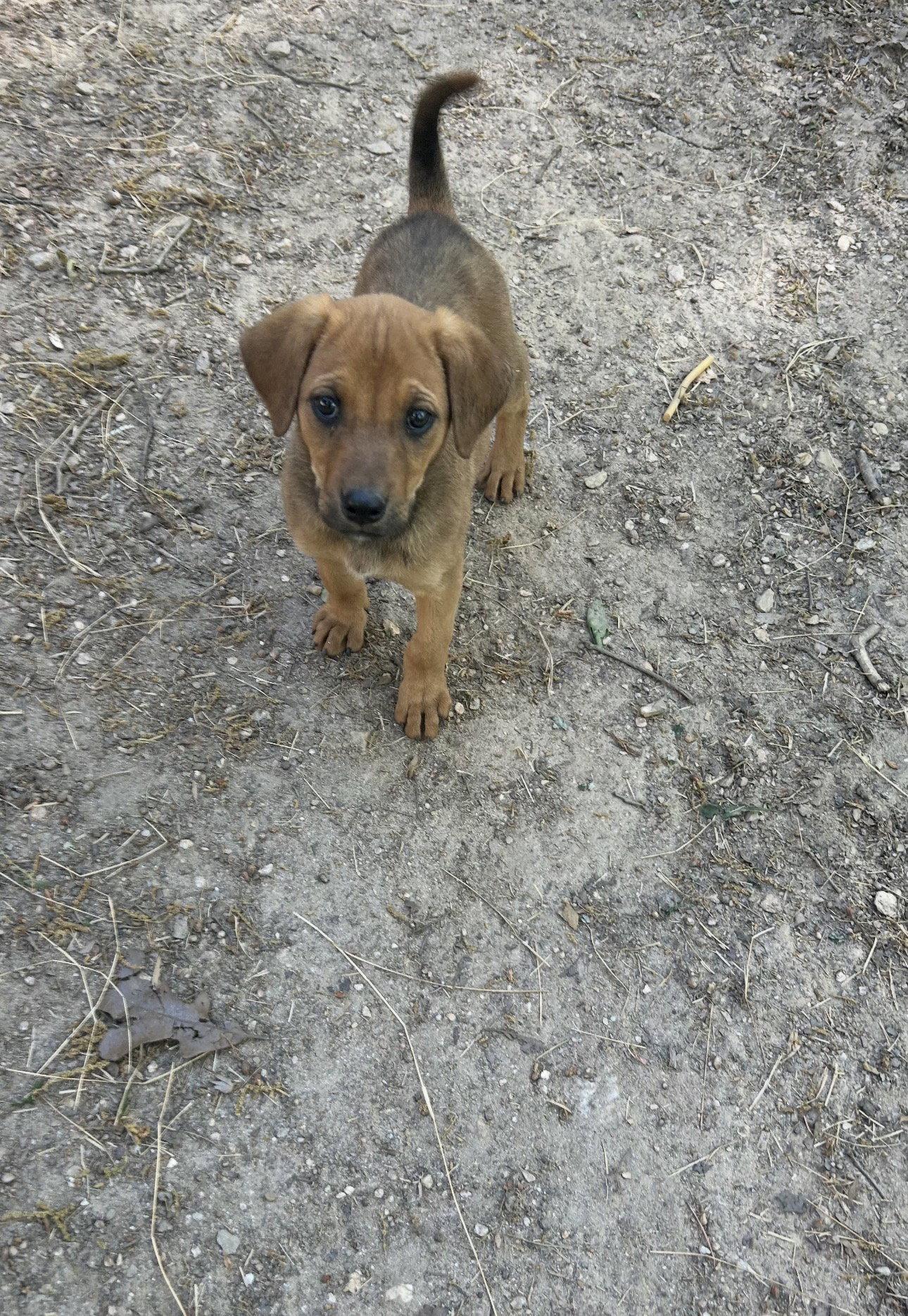Enlarge Ellie, a Adopted mixed breed in Ball Ground, GA image 3/3