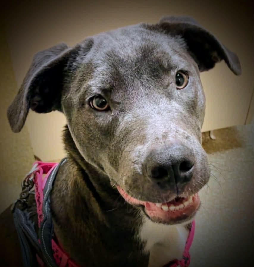 RUTHIE, a ADOPTABLE mixed breed in Yakima, WA image 5/6