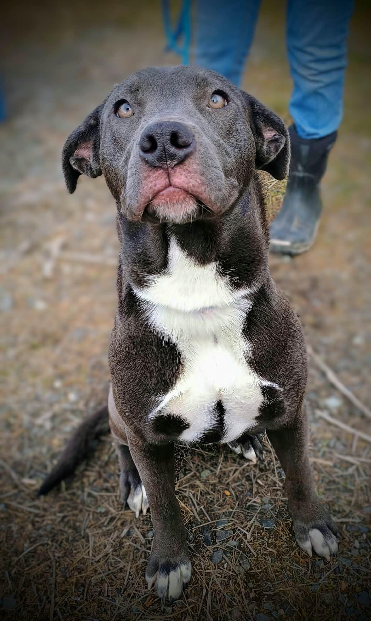 RUTHIE, a ADOPTABLE mixed breed in Yakima, WA image 2/6