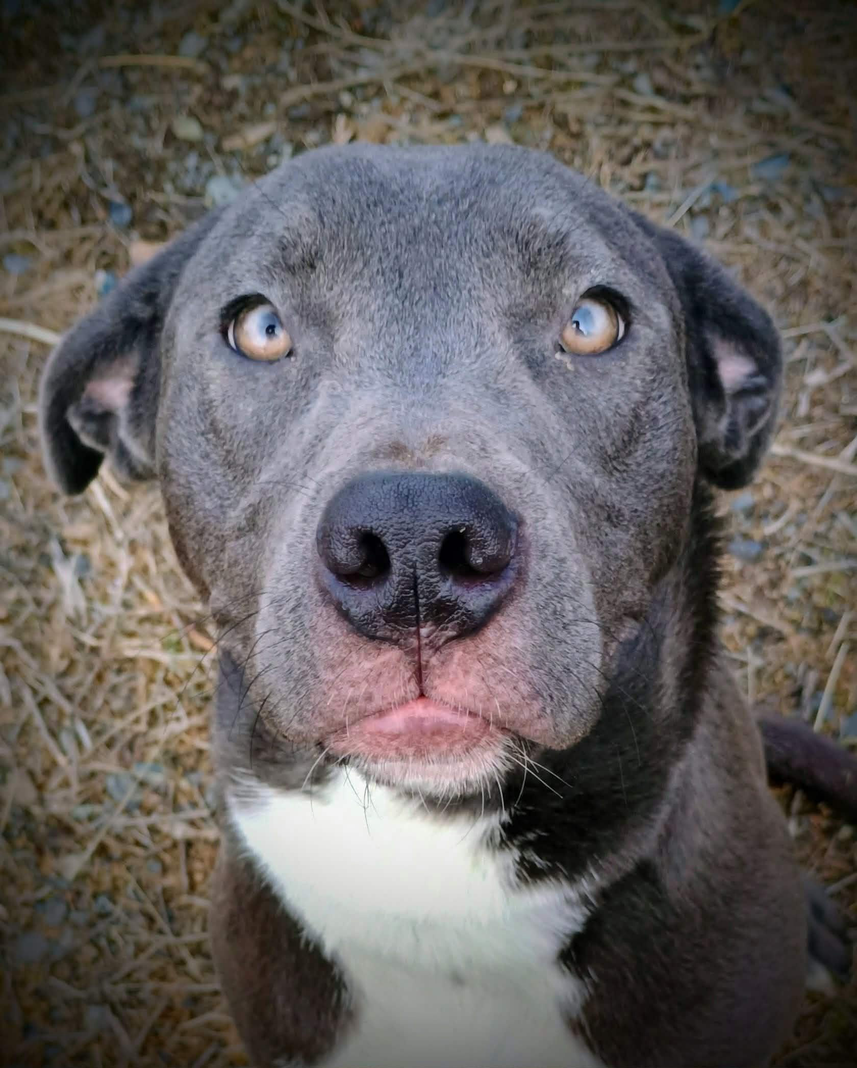 RUTHIE, a ADOPTABLE mixed breed in Yakima, WA image 1/6