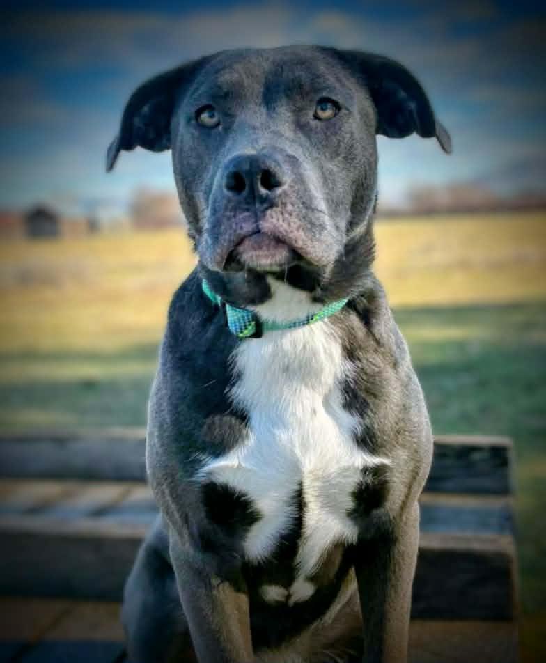 RUTHIE, a ADOPTABLE mixed breed in Yakima, WA image 6/6