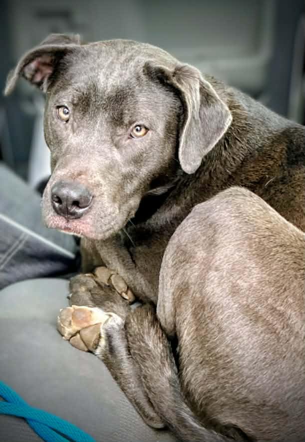 RUTHIE, a ADOPTABLE mixed breed in Yakima, WA image 3/6