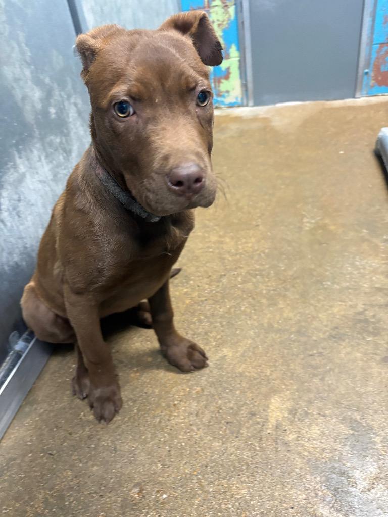 Sophie, Adoptable, Puppy Female Labrador Retriever.