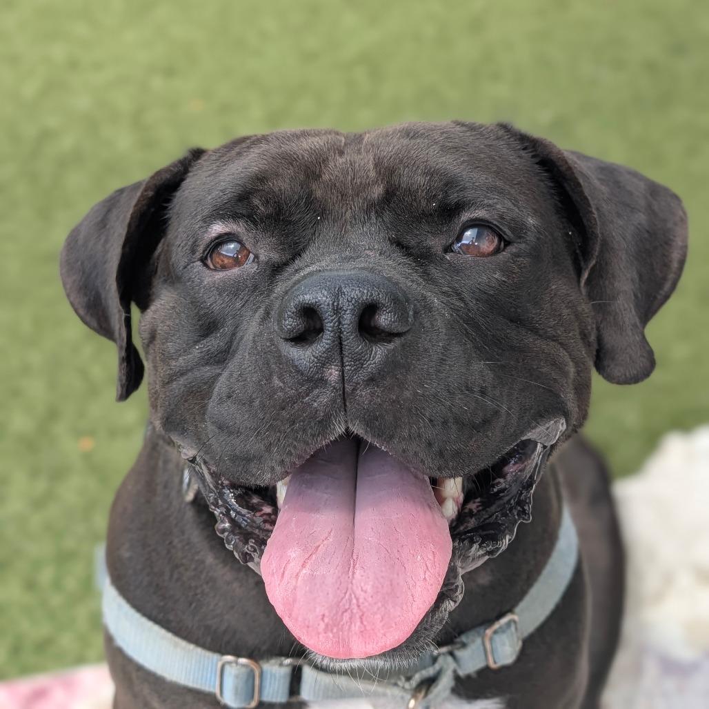 Doby, a Adoptable Mixed Breed in Sarasota, FL image 2/6