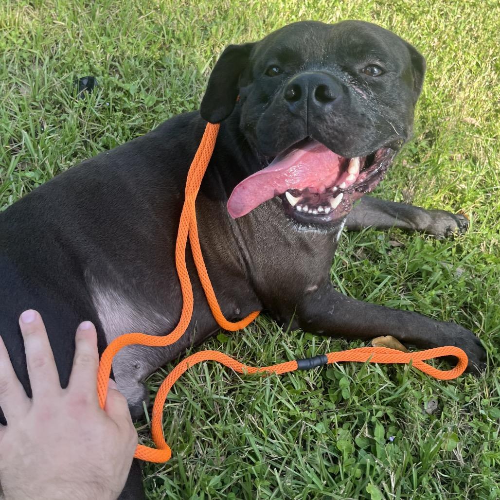 Doby, a Adoptable Mixed Breed in Sarasota, FL image 2/6