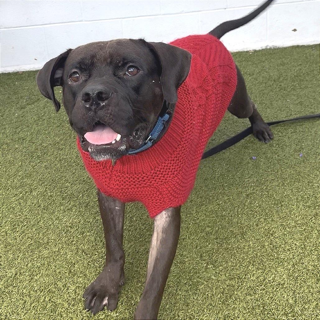Doby, a Adoptable Mixed Breed in Sarasota, FL image 3/6