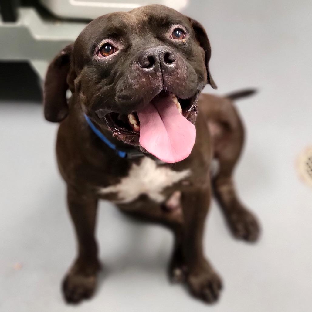 Doby, a Adoptable Mixed Breed in Sarasota, FL image 4/6