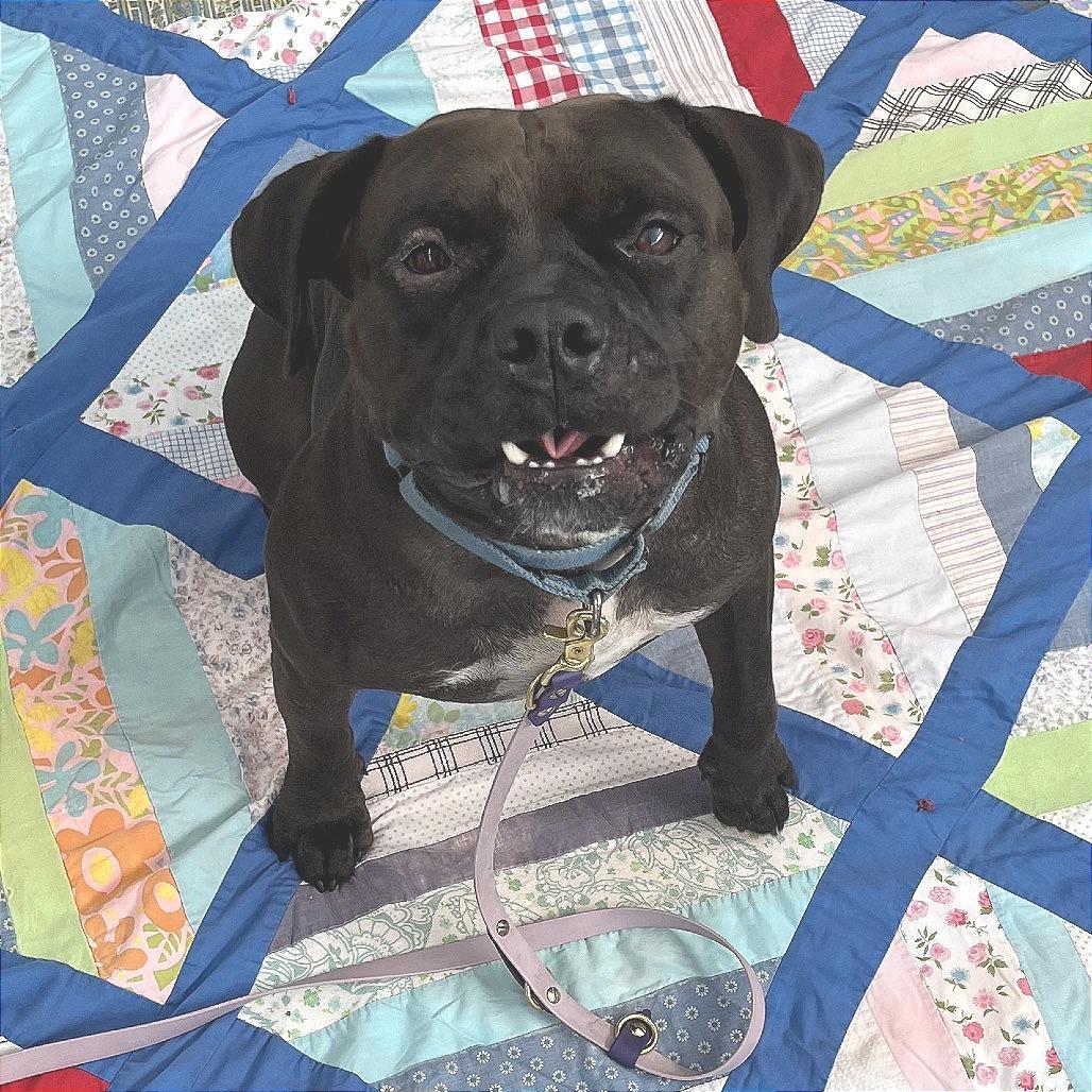 Doby, a Adoptable Mixed Breed in Sarasota, FL image 5/6