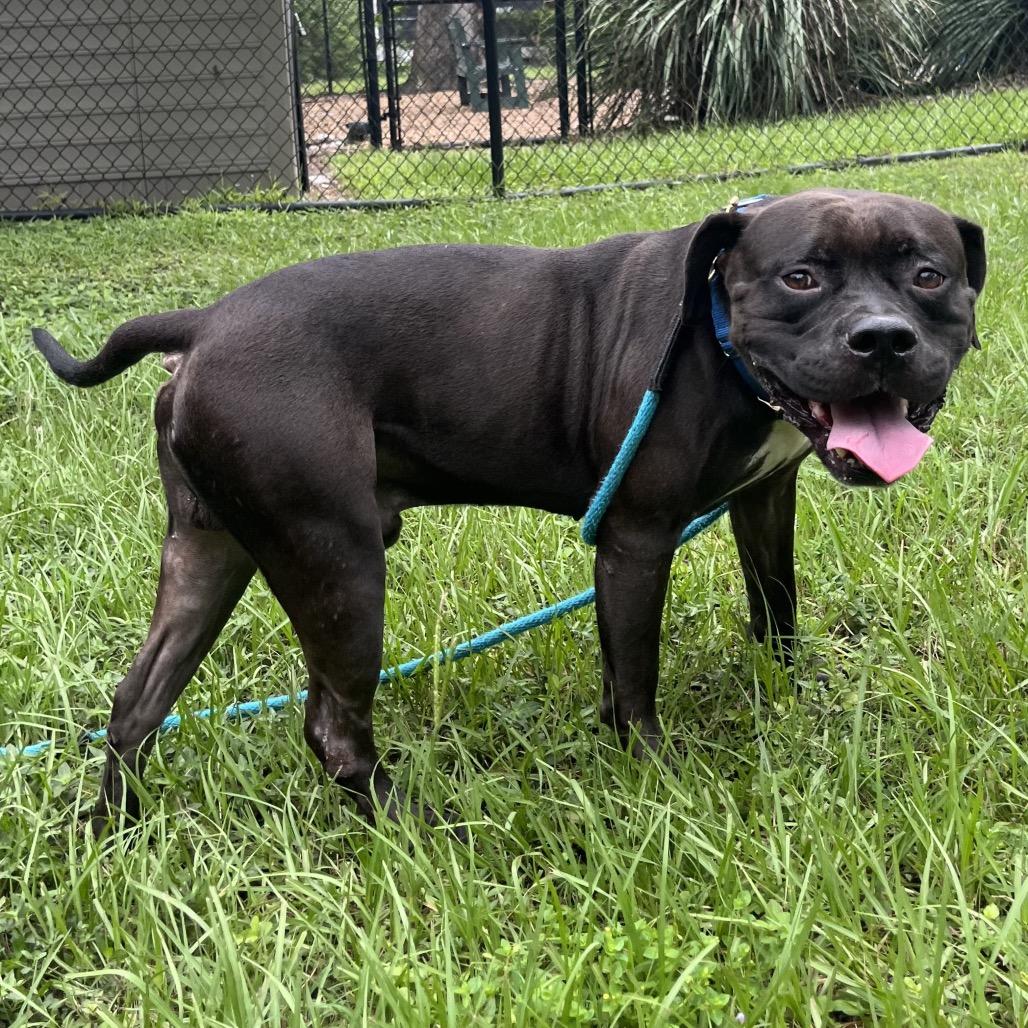 Doby, a Adoptable Mixed Breed in Sarasota, FL image 6/6