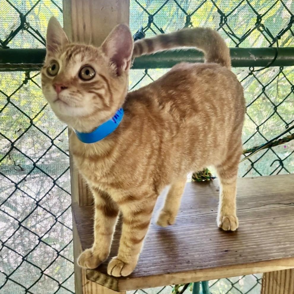 Mystical, ADOPTABLE, Kitten Female Tabby.