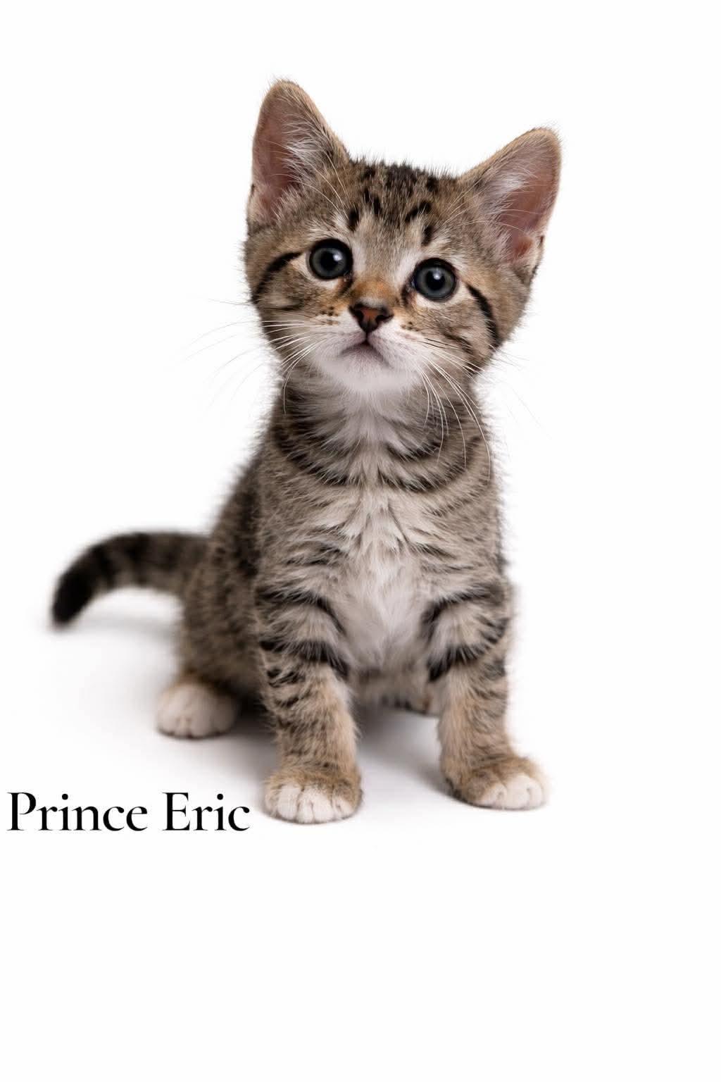 Prince Eric, ADOPTABLE, Kitten Male Domestic Short Hair.
