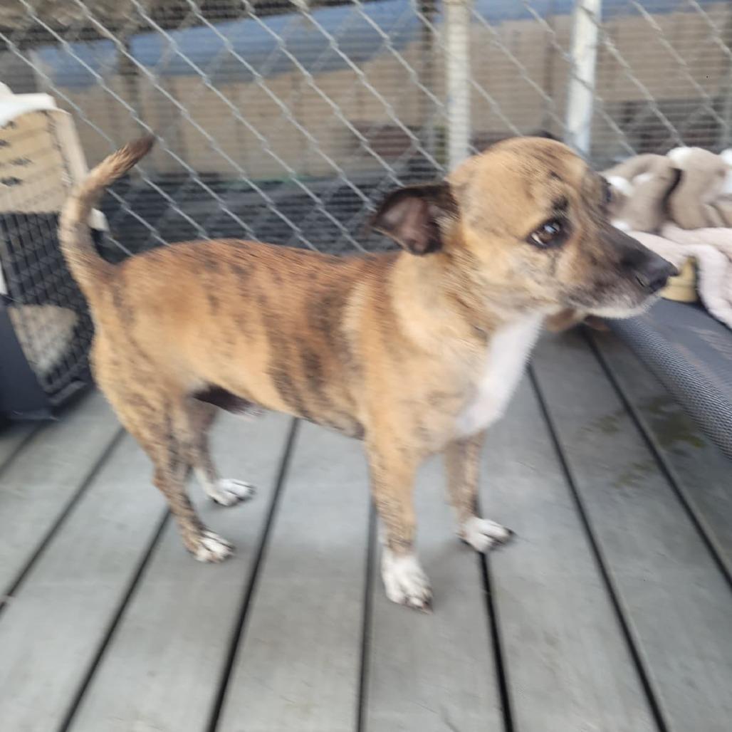 Mitch/A1038511, Adoptable, Adult Male Chihuahua.