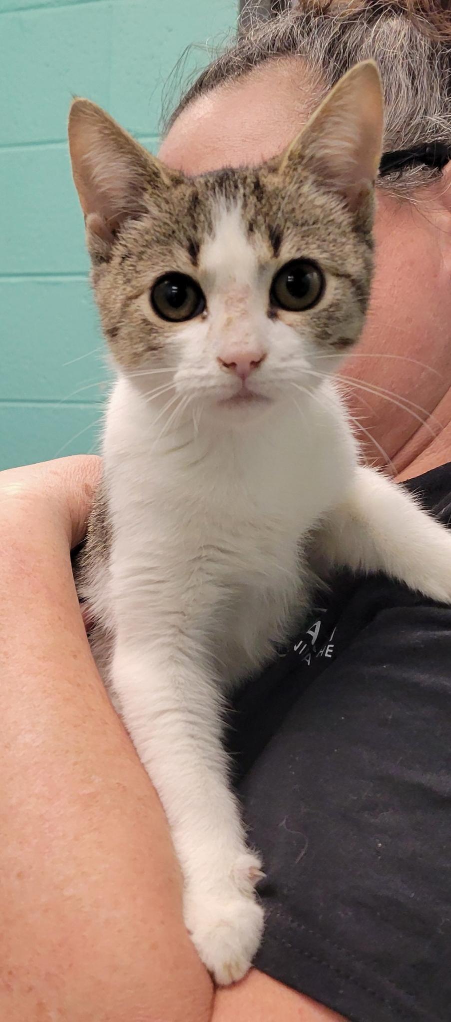 Sprinkles, ADOPTABLE, Kitten Female Domestic Short Hair.